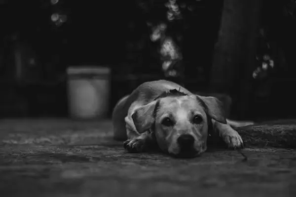 Alert: Canine Influenza Virus CIV discovered in Maryland