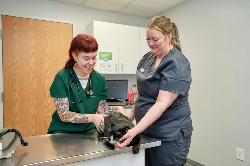 A cat receives pets from veterinary staff at Ferguson Animal Hospital.