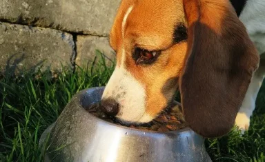 Dogs, Heart Disease, Diet